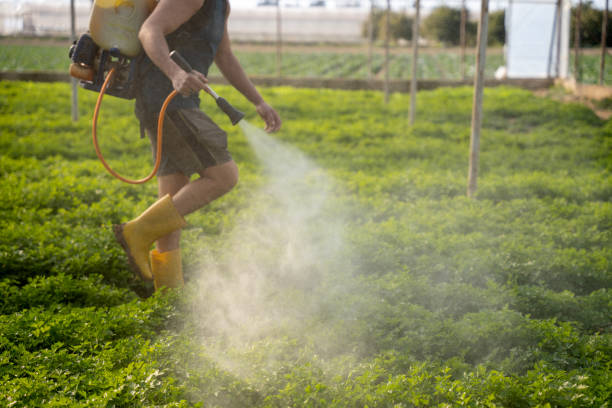 Best Affordable Pest Control Services  in Morningside, MD
