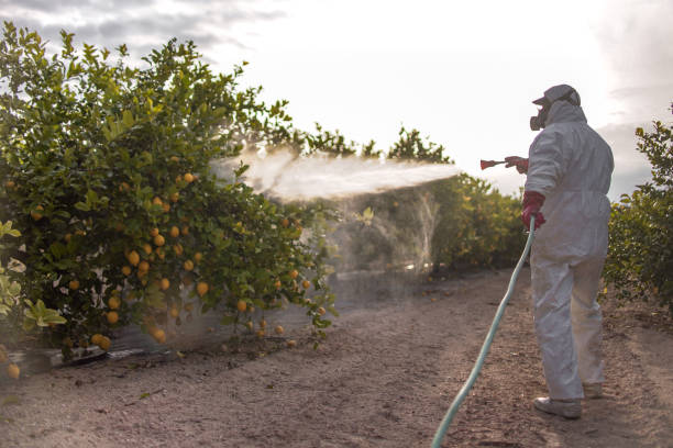 Best Emergency Pest Control  in Morningside, MD