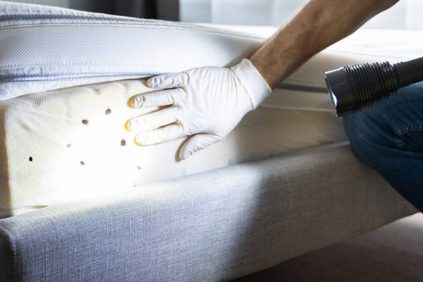 Best Best Pest Control Companies  in Morningside, MD