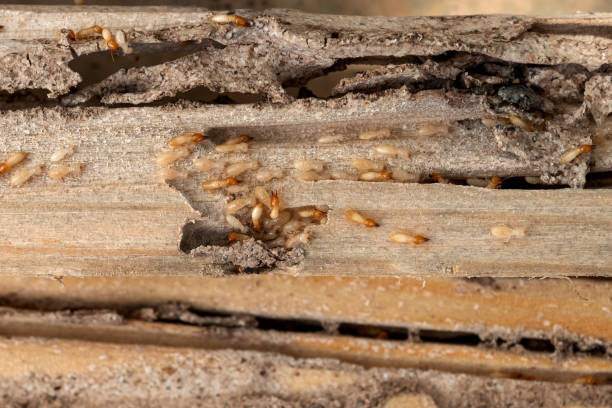 Best Pest Control for Businesses  in Morningside, MD