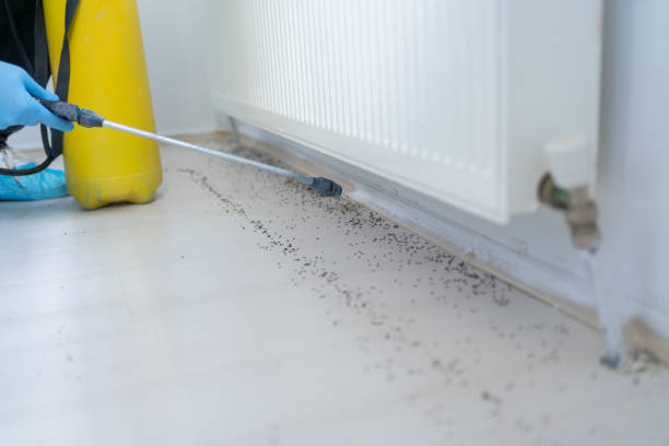 Best Wasp Removal Services  in Morningside, MD