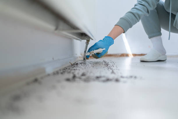 Best Spider Control Near Me  in Morningside, MD